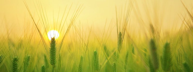 Boilerplate Dummy 04 800x300